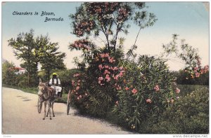 Riding A Mule Cart, Oleanders In Bloom, Bermuda, 1900-1910s