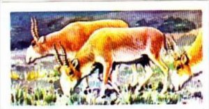 Brooke Bond Trade Card Asian Wildlife No 34 Saiga