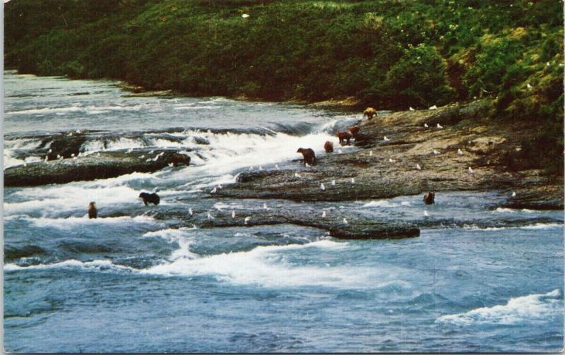 Bears playing Kenai Peninsula Alaska AK Vintage Postcard D82 UNUSED