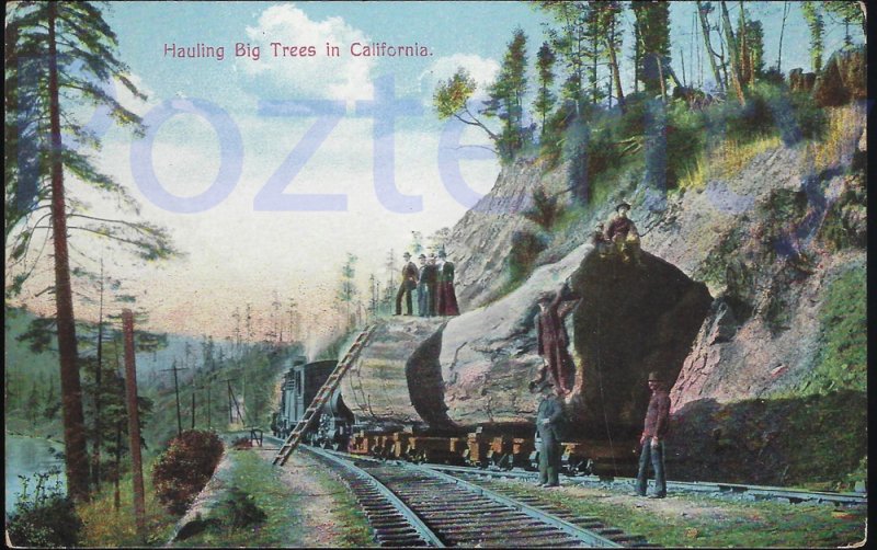 HAULING BIG TREES IN CALIFORNIA