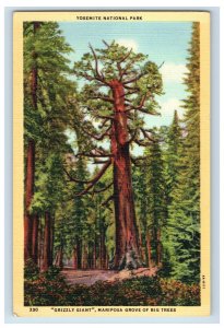 Vintage Yosemite National Park Mariposa Grove Of Big Trees Postcard F126E