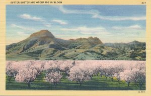 Sutter Buttes CA, California - Volcanic Peaks and Blooming Orchards - Linen
