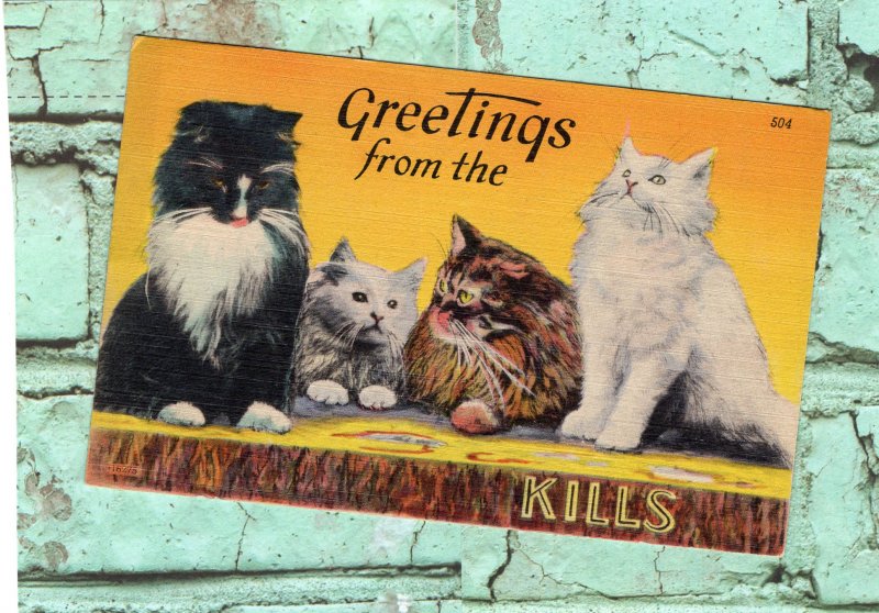 Greetings From The Catskills Antique/Vintage Postcard Adorable Furry Kittens