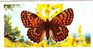 Brooke Bond Tea British Butterflies No 18 Glanville Fritillary
