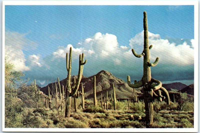 Postcard - Giant Saguaros - Arizona