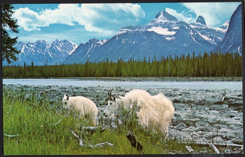 Alberta Athabaska River with the Peaks of Jasper National Park Goats 1950s-1970s