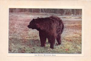 ROCKY MOUNTAIN BEAR~#534 POSTCARD NO PREPRINT ON REVERSE~HOMEMADE?  TRIMMED