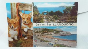 Llandudno Multiview Vintage Postcard 1960s Corgi Puppy Dogs Happy Valley Prom