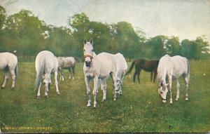 Beautiful Horses 1909
