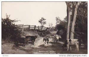 RP, Cows, Homeward Bound, Canada, 1910-1920s