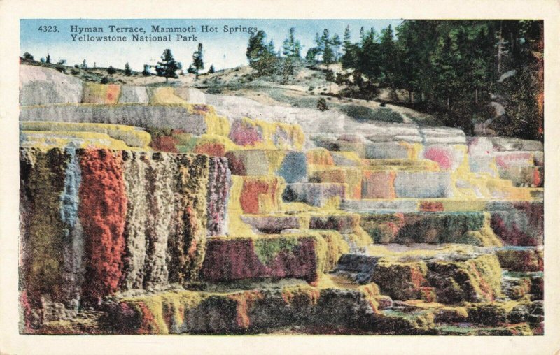 Postcard Hyman Terrace Yellowstone National Park