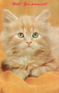 Vintage Postcard 1974 Well You Promised! Orange Fur Cute Little Kitten Pet Cat