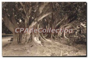 Postcard Old Algiers View In The Garden D'Essai