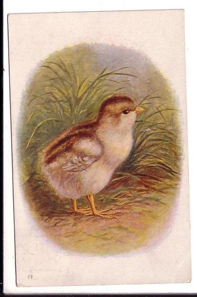 Brown Baby Bird, National Art, Used Amherst Nova Scotia, 1907