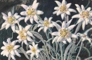 Switzerland Edelweiss 1964