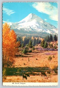 c1973 Cattle Grazing with Mount Hood Oregon In View 4x6 VINTAGE Postcard 1598