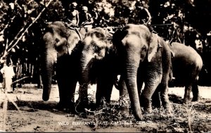 Sri Lanka Ceylon Wild Elephants Just Captured