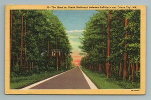 The Pines on Ocean Boulevard between Salisbury and Ocean City, MD Postcard 