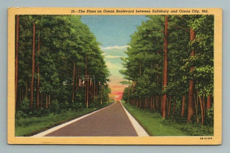 The Pines on Ocean Boulevard between Salisbury and Ocean City, MD Postcard 