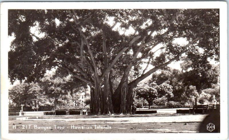 RPPC  HAWAIIAN ISLANDS, HI  Hawaii   BANYAN TREE   ca 1930s  KH Postcard