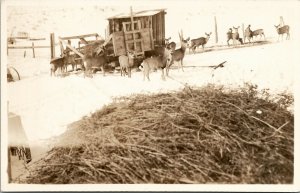 RPPC Deer Feeding Snow Scene Real Photo Postcard V10