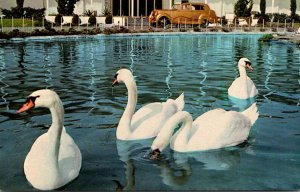 California Buena Park Movieland Wax Museum Royal Swans On Swan Lake With Roll...