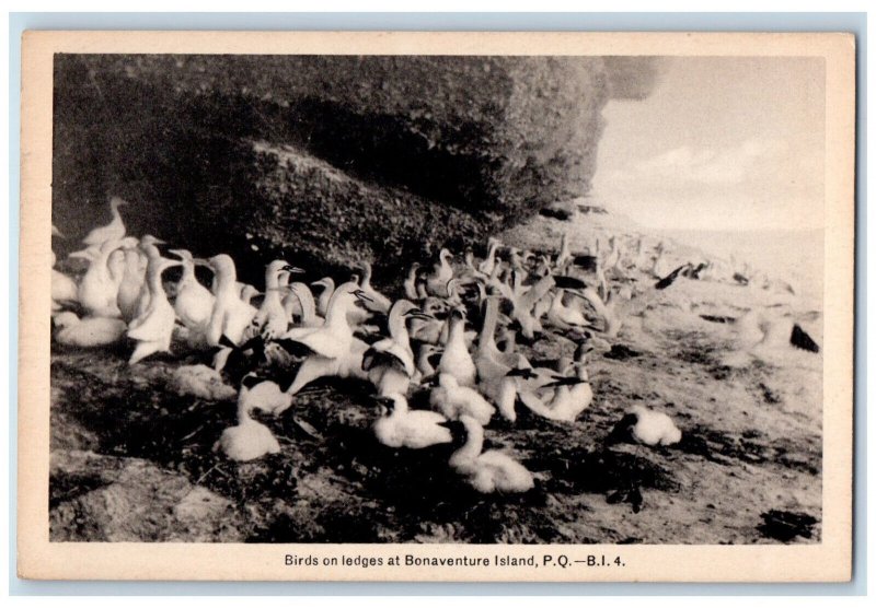 c1940's Birds On Ledges at Bonaventure Island PQ Canada Unposted Postcard 