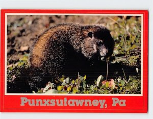 Postcard Punxsutawney Phil, Punxsutawney, Pennsylvania