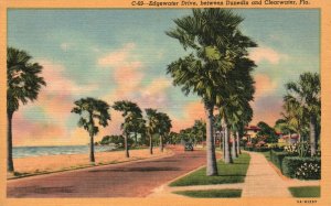 Edgewater Drive Between Dunedin and Clearwater Florida Vintage Postcard