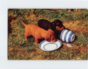 Postcard Two Puppies