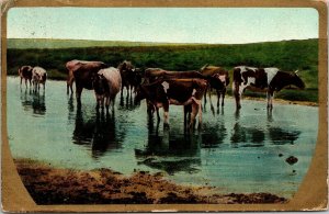 Cows River Postcard Th. E. L Theochrom-Serie No. 862 1911 Divided Back PM 