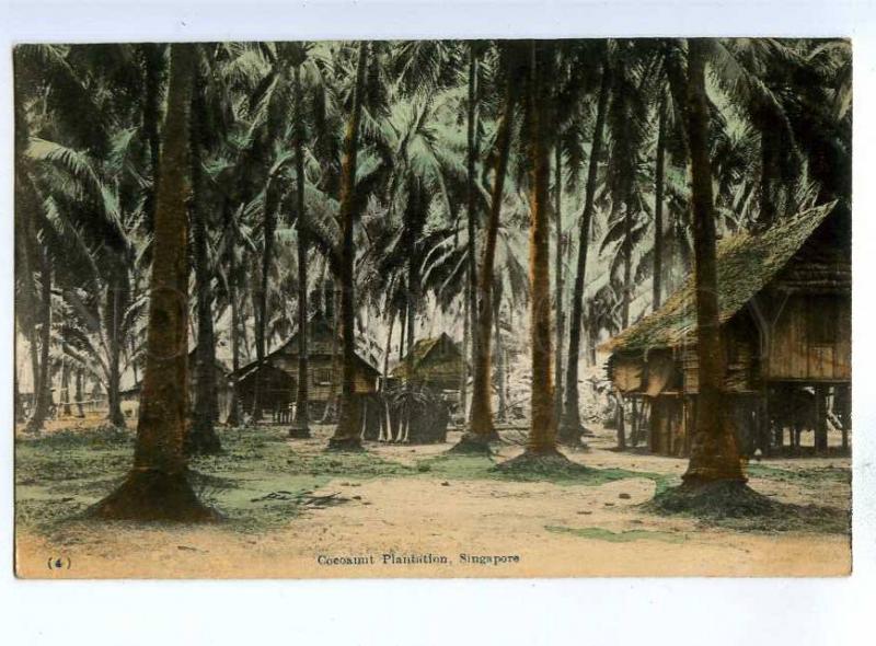 192135 SINGAPORE Cocoanut Plantation Vintage postcard