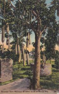 Florida Miami Sausage Tree In Naranja 1942