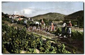 CPM Folklore Wine Harvest in Neaujolais