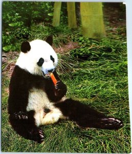 M-50331 Giant Panda