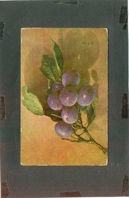 BLUEBERRY POSTCARD 29720 PERENNIAL FLOWER PLANT FRUIT IND...