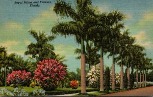 Florida Royal Palms and Flowers Curteich