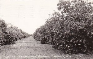 Texas McAllen Typical Grapefruit Orchard 1948 Real Photo