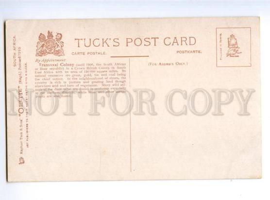 173199 South Africa Transvaal Colony Vintage TUCK postcard