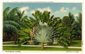 Postcard NATURE SCENE Palm Beach Florida FL AQ6593