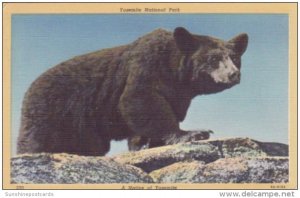 Brown Bear Yellowstone National Park Curteich