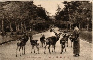 CPA AK Deer at Kasuga, Nara JAPAN (726016)