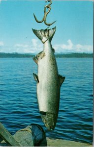 Tyee Salmon Fish Vancouver Island BC Fishing Angling Postcard F66