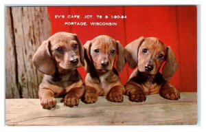 PORTAGE, WI  ~ Roadside EV'S CAFE Dachshund Puppies Advertising c1960s  Postcard