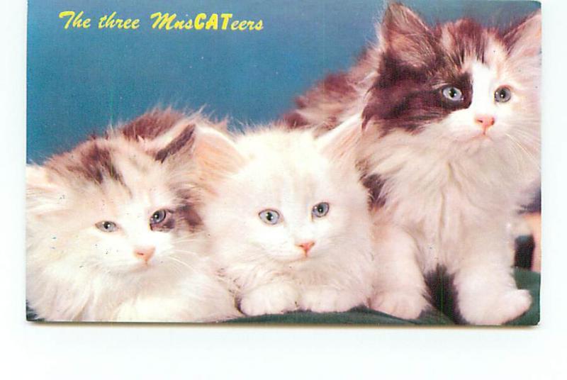 Postcard Cats Three MusCATeers Three Kittens Marine City Michigan # 3219A 
