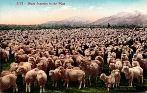 Sheep Industry In THe West