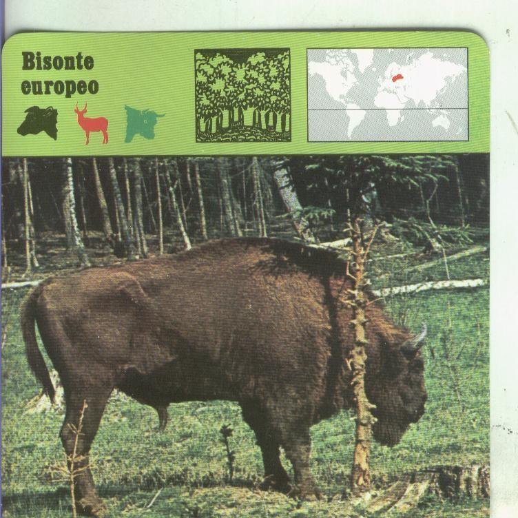 Postal: Ficha Sape Coleccionable: Bisonte europeo