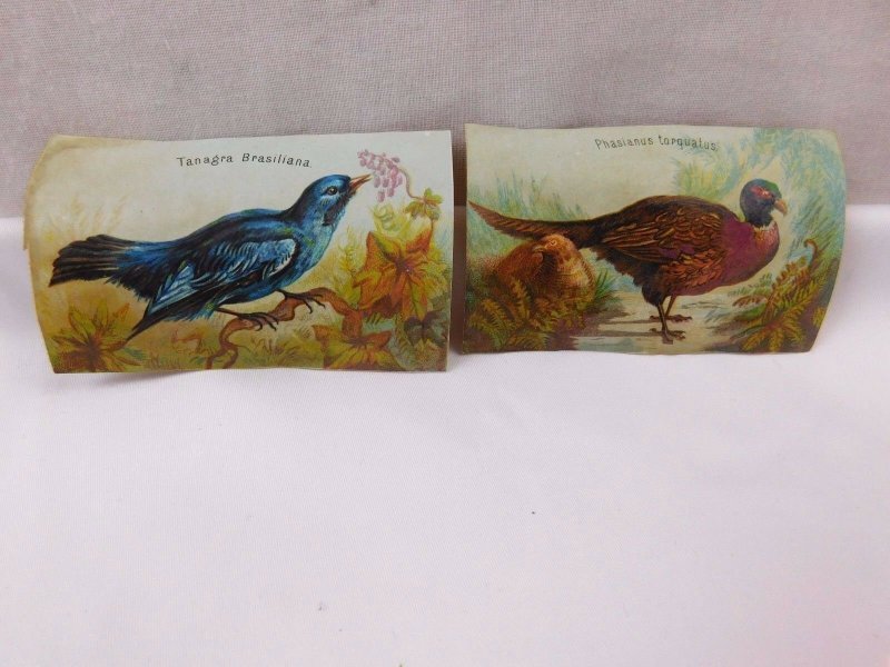 Lot Of 9 Victorian Scrap Trade Cards Wild Birds Goura Coronata Etc CA87