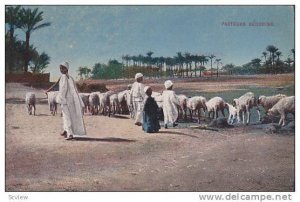 Pasteurs Bedouine, Flocks Of Sheep, Africa, 1900-1910s