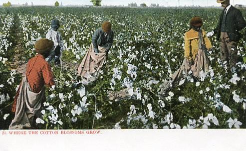 Where the Cotton Blossoms Grow